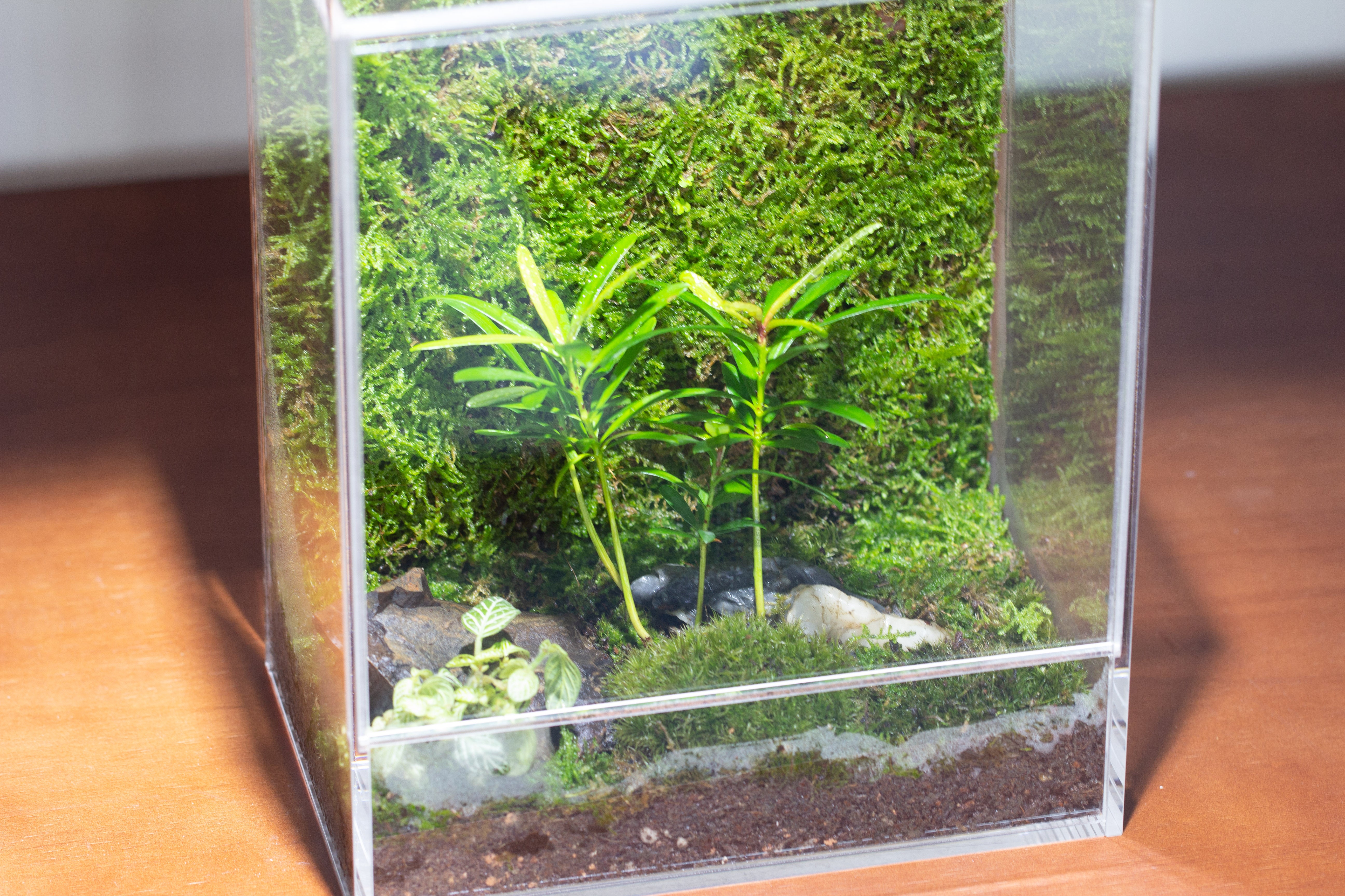 handmade water tight, sealed, enclosed, rectangle acrylic terrarium, fish tank, moss fern terrarium Paludarium Vivarium, no watering - NCYPgarden