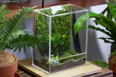 handmade water tight, sealed, enclosed, rectangle acrylic terrarium ...