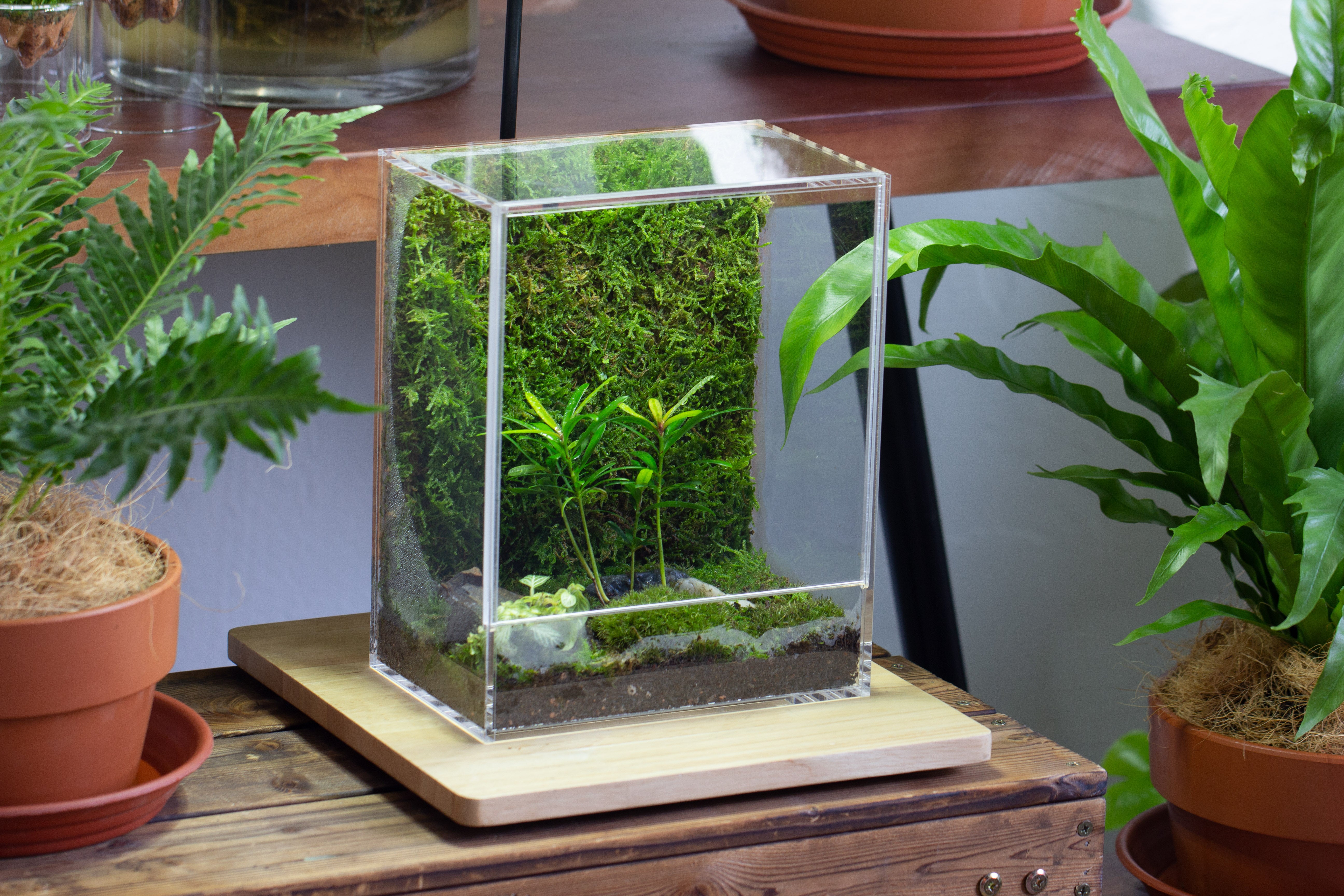 handmade water tight, sealed, enclosed, rectangle acrylic terrarium, fish tank, moss fern terrarium Paludarium Vivarium, no watering - NCYPgarden