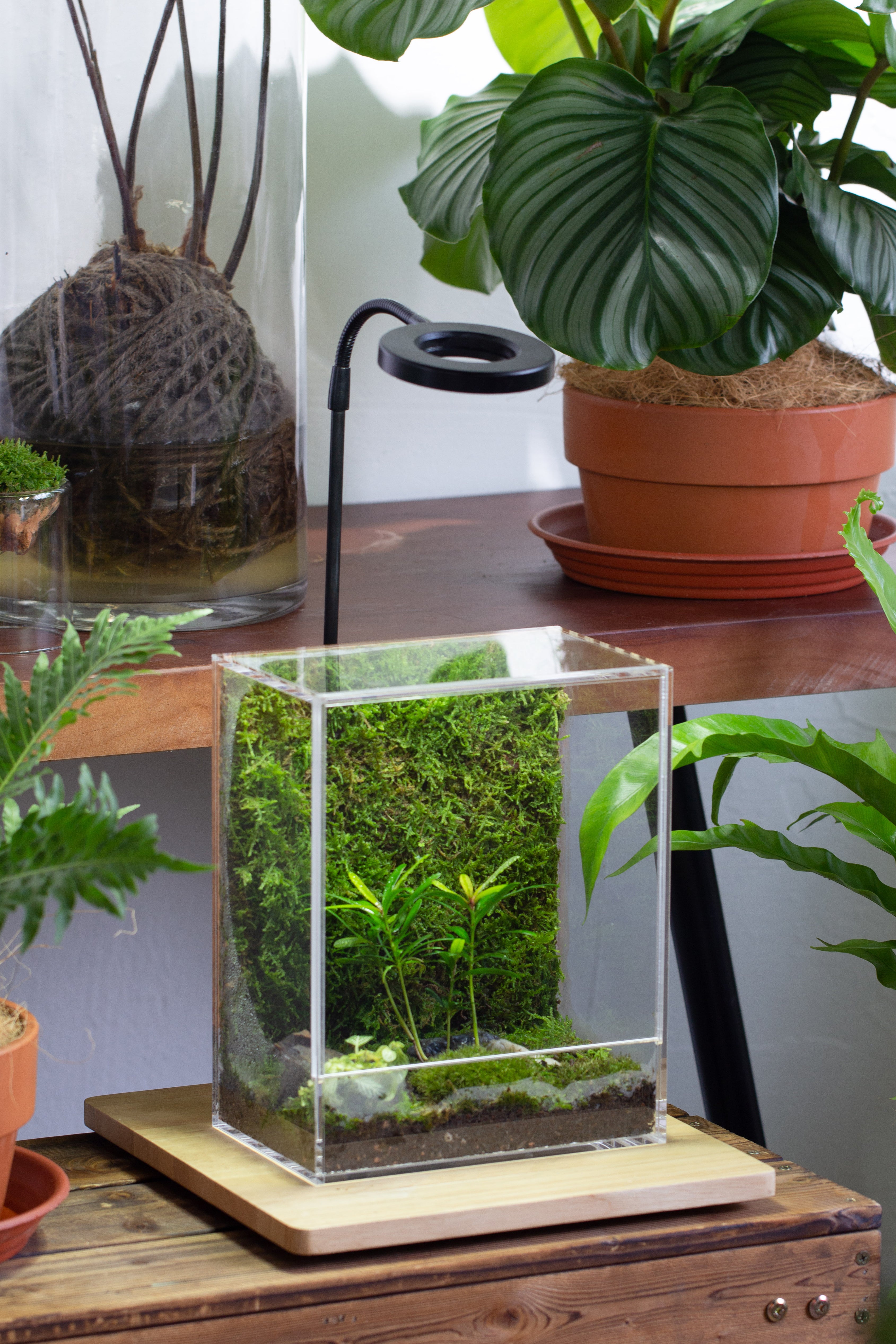 handmade water tight, sealed, enclosed, rectangle acrylic terrarium, fish tank, moss fern terrarium Paludarium Vivarium, no watering - NCYPgarden