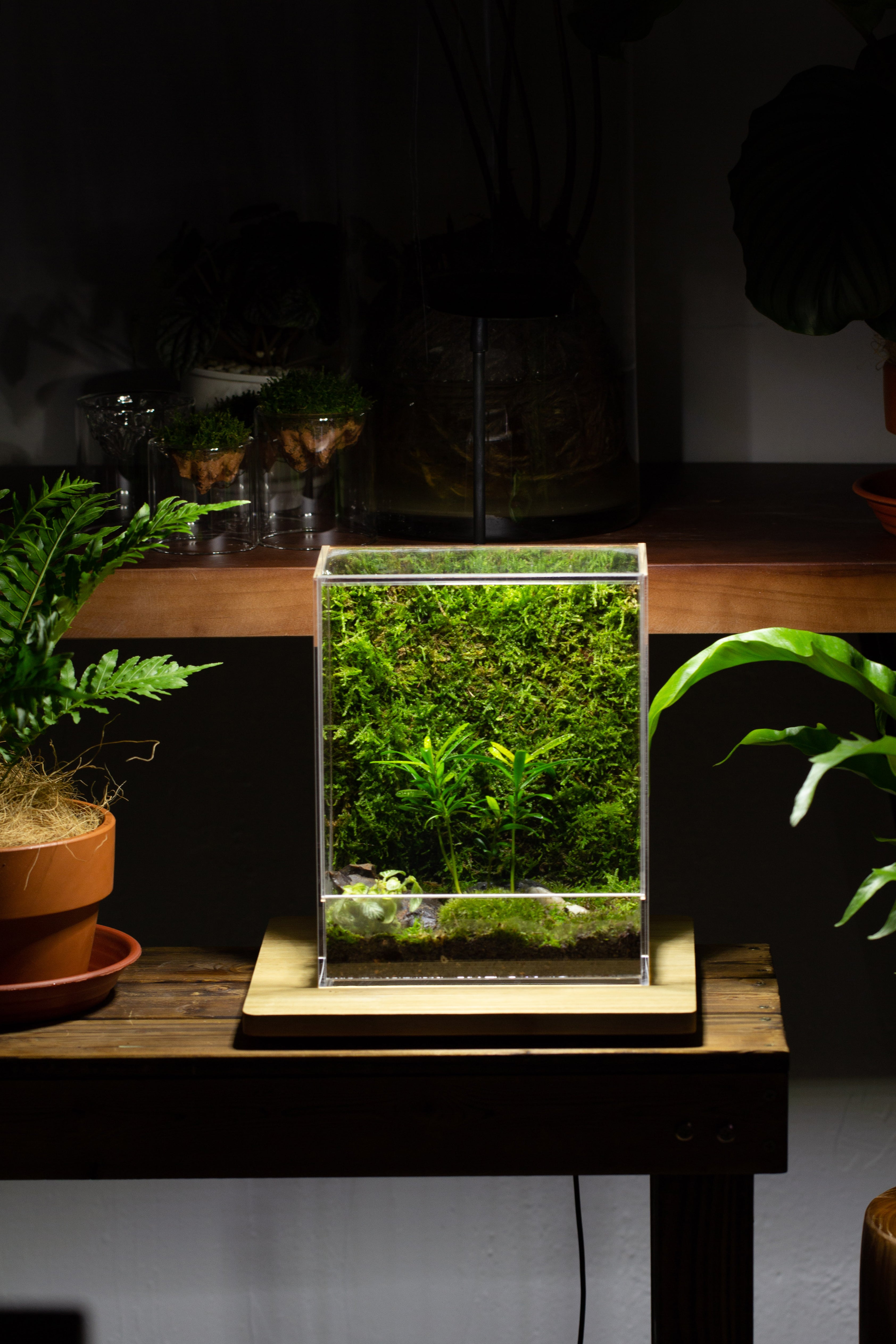 handmade water tight, sealed, enclosed, rectangle acrylic terrarium, fish tank, moss fern terrarium Paludarium Vivarium, no watering - NCYPgarden