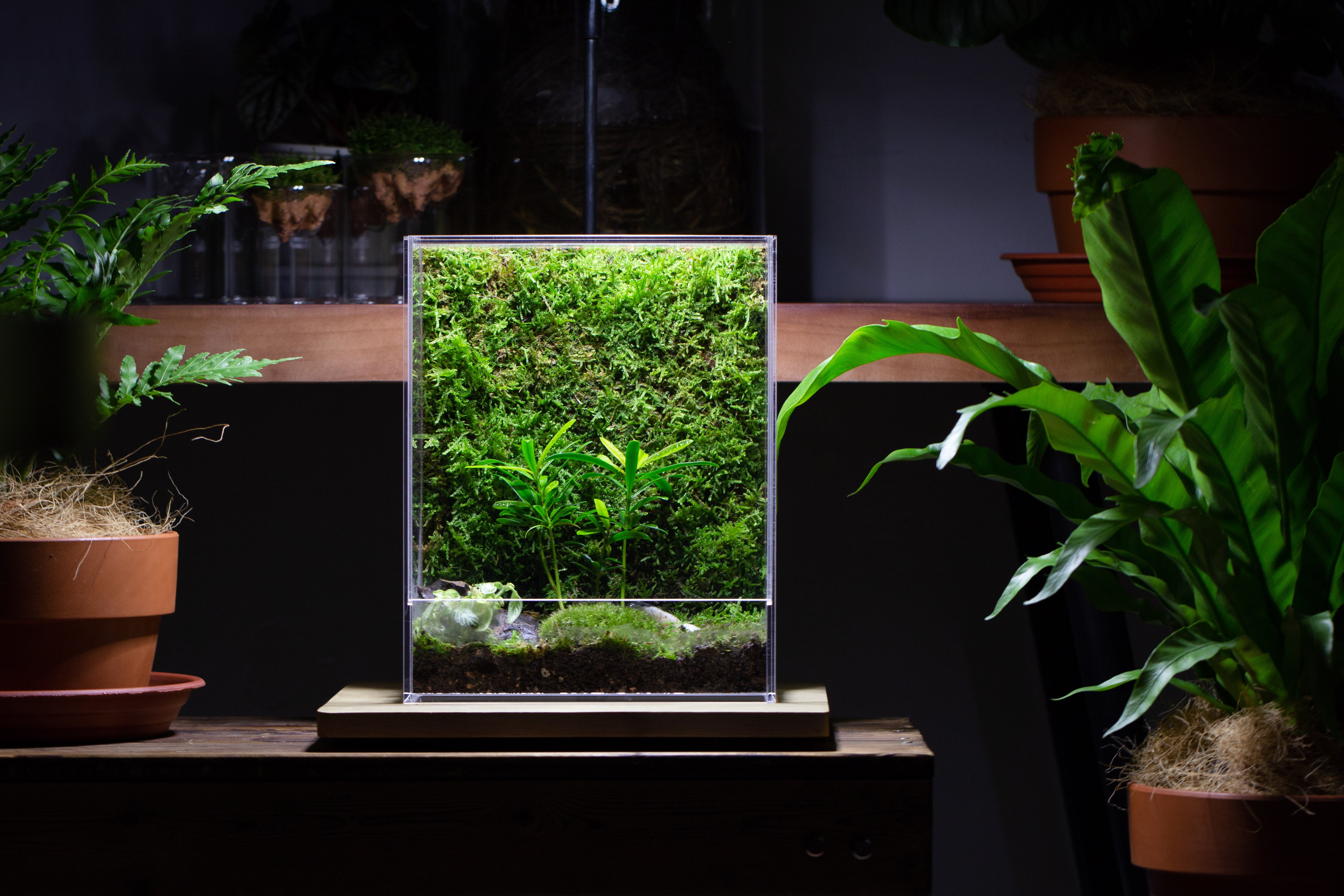 handmade water tight, sealed, enclosed, rectangle acrylic terrarium, fish tank, moss fern terrarium Paludarium Vivarium, no watering - NCYPgarden