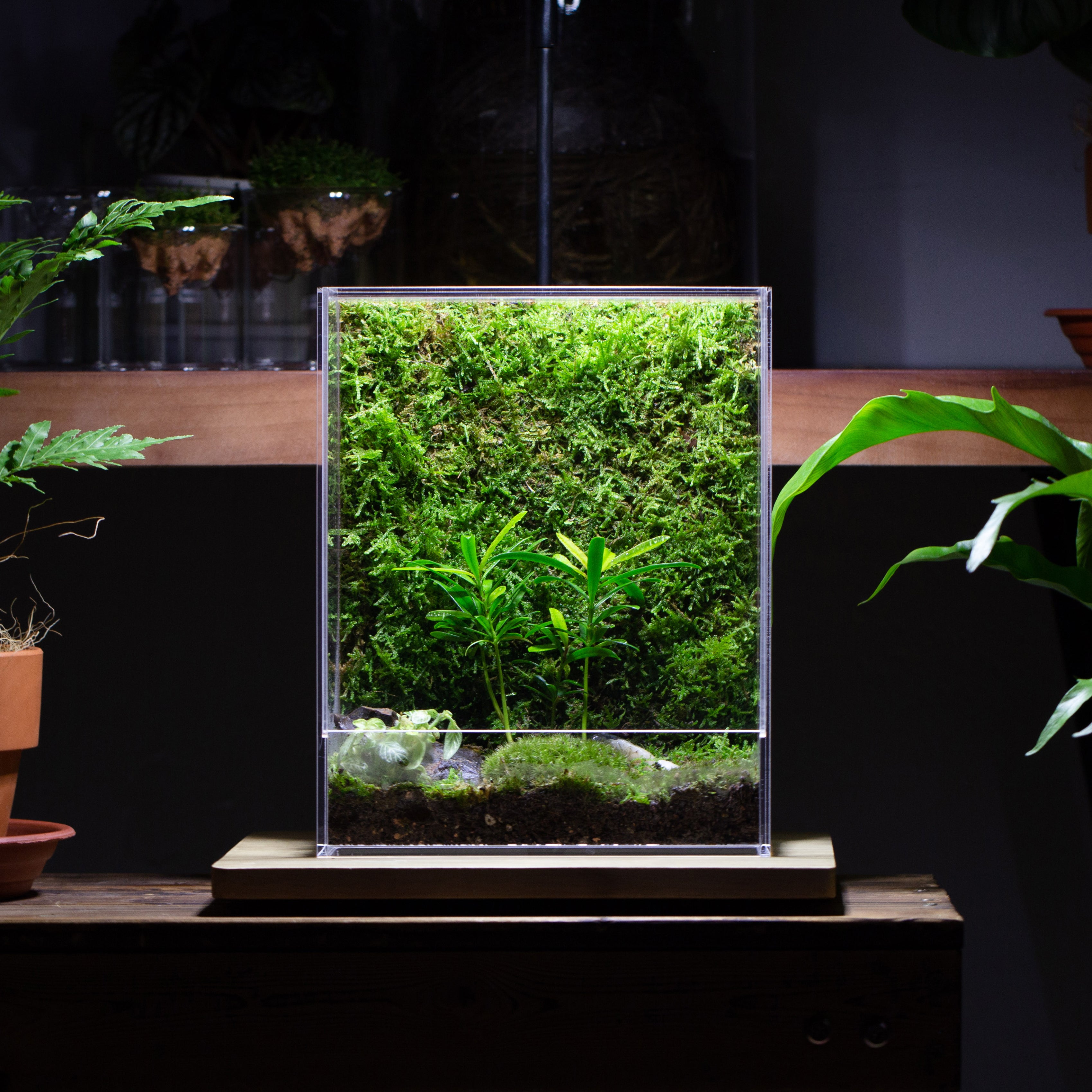 handmade water tight, sealed, enclosed, rectangle acrylic terrarium, fish tank, moss fern terrarium Paludarium Vivarium, no watering - NCYPgarden