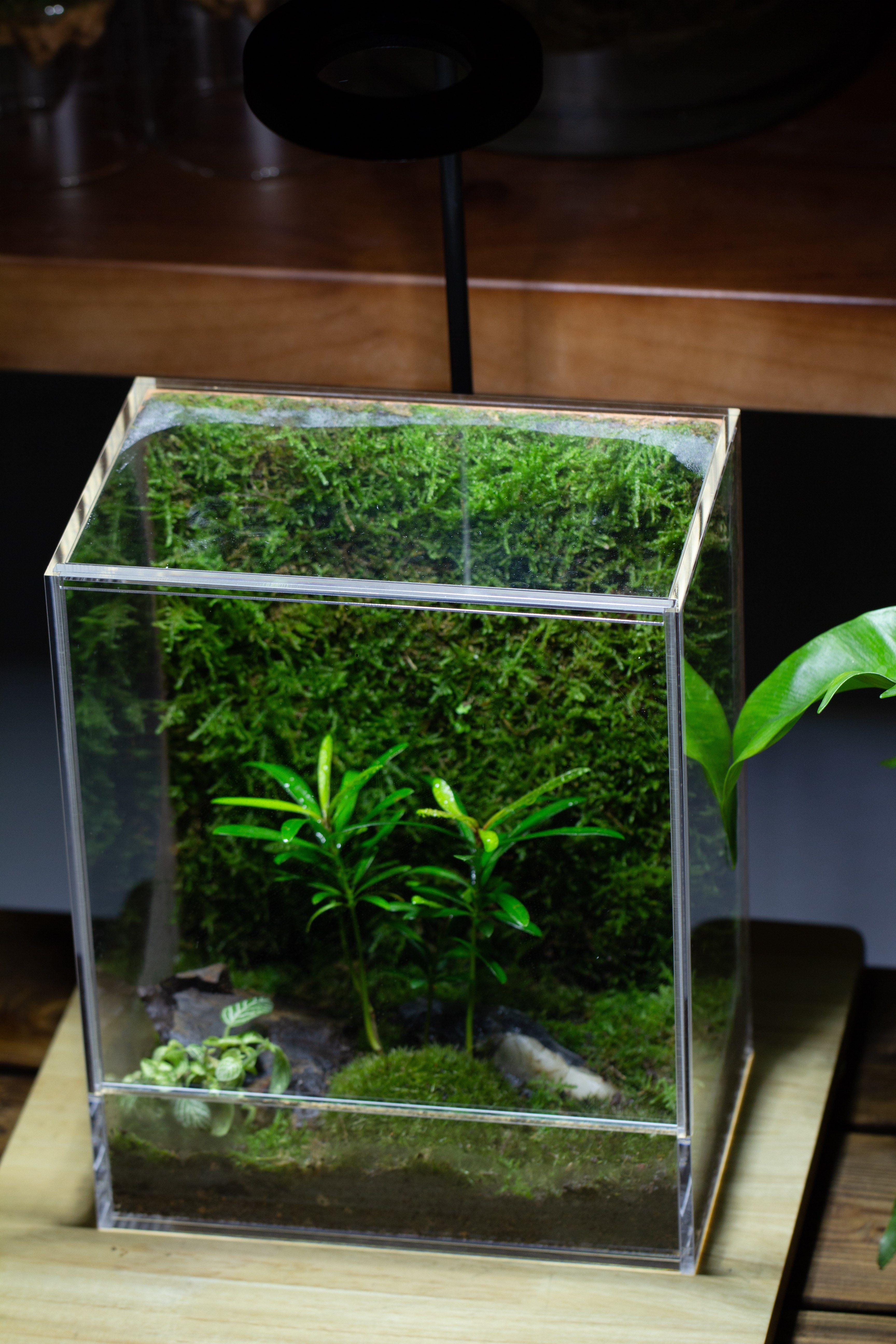 handmade water tight, sealed, enclosed, rectangle acrylic terrarium, fish tank, moss fern terrarium Paludarium Vivarium, no watering - NCYPgarden