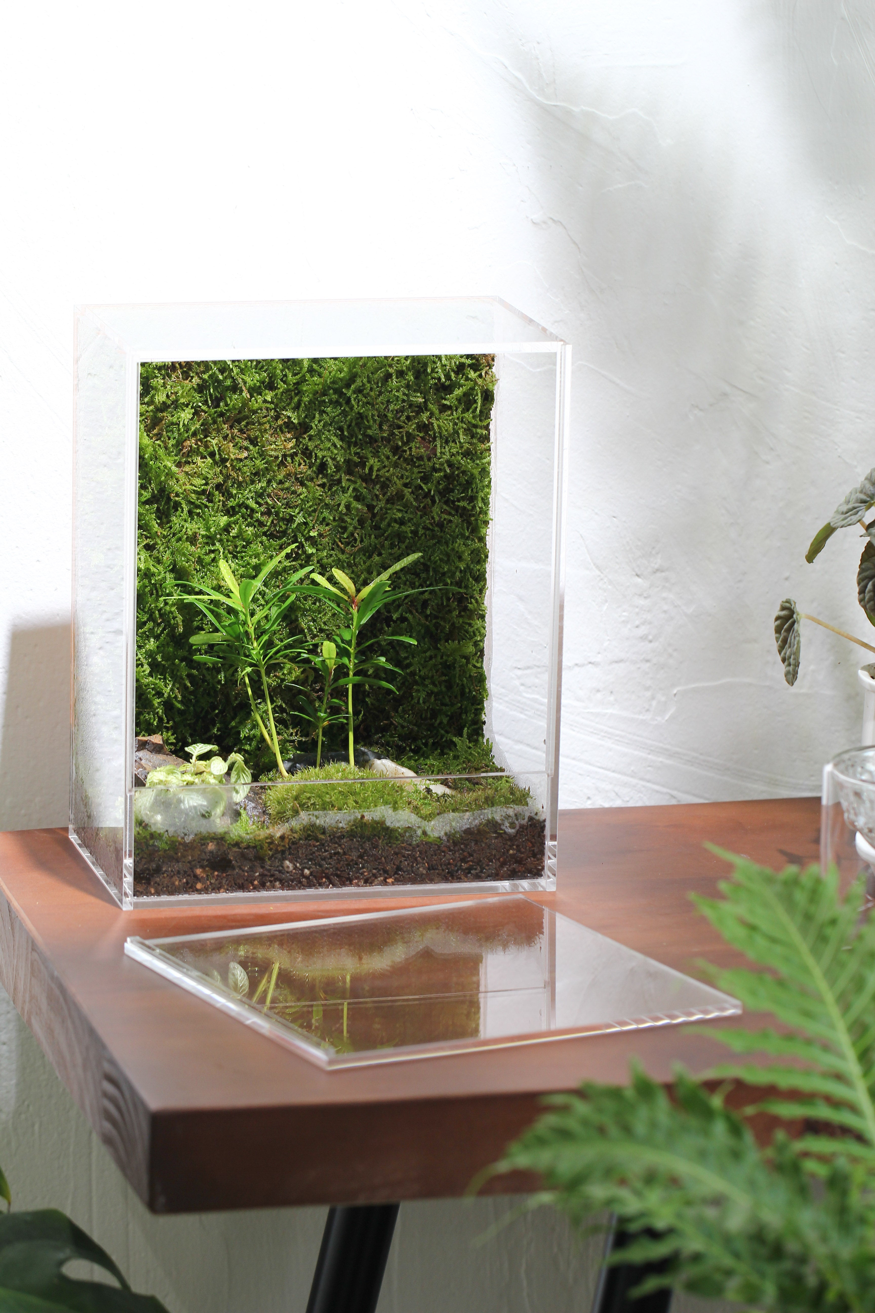 handmade water tight, sealed, enclosed, rectangle acrylic terrarium, fish tank, moss fern terrarium Paludarium Vivarium, no watering - NCYPgarden