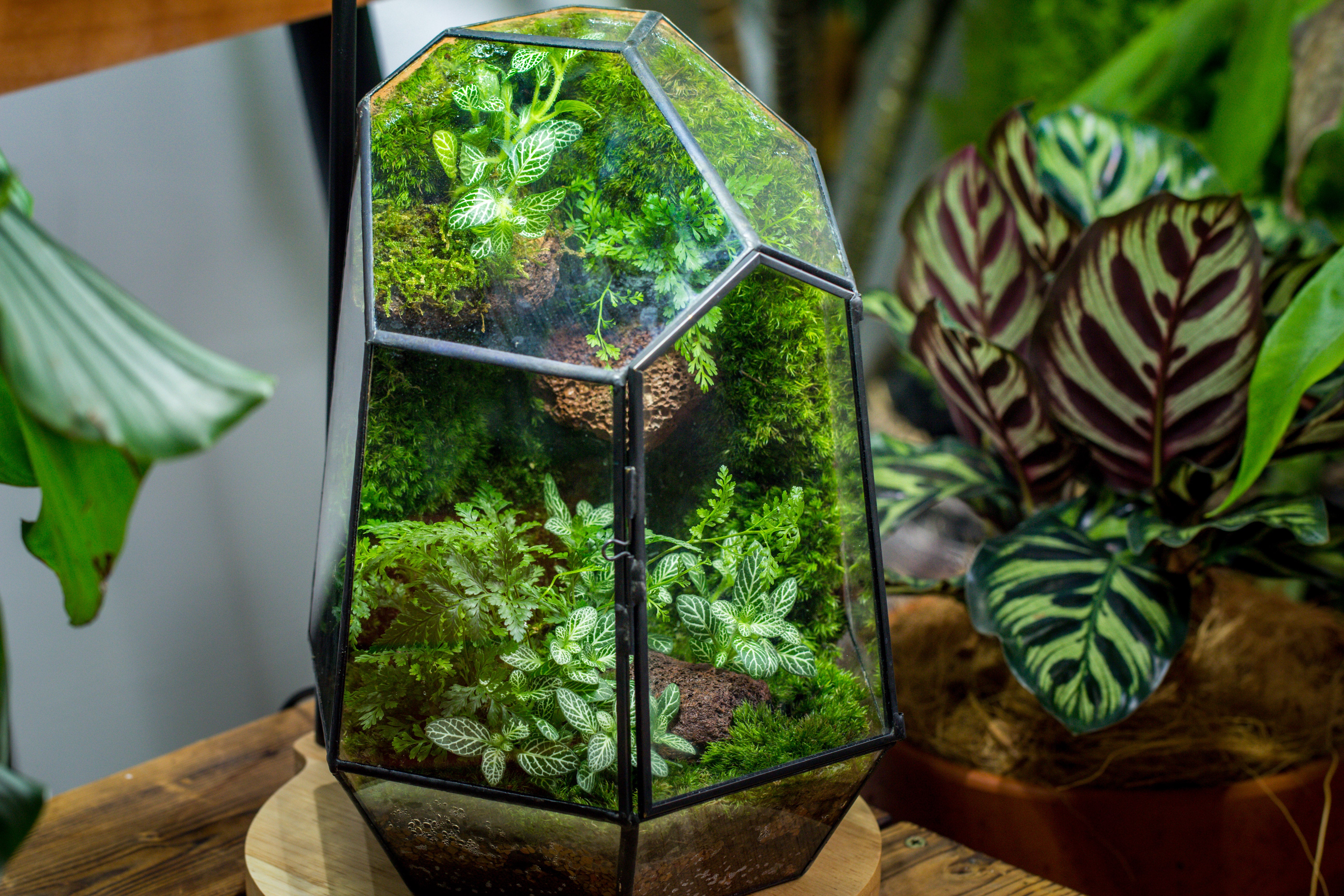 NCYP Close Geometric Glass Terrarium with Door, Tin Sealed Irregular Tall Planter for moss Flower Pot - NCYPgarden