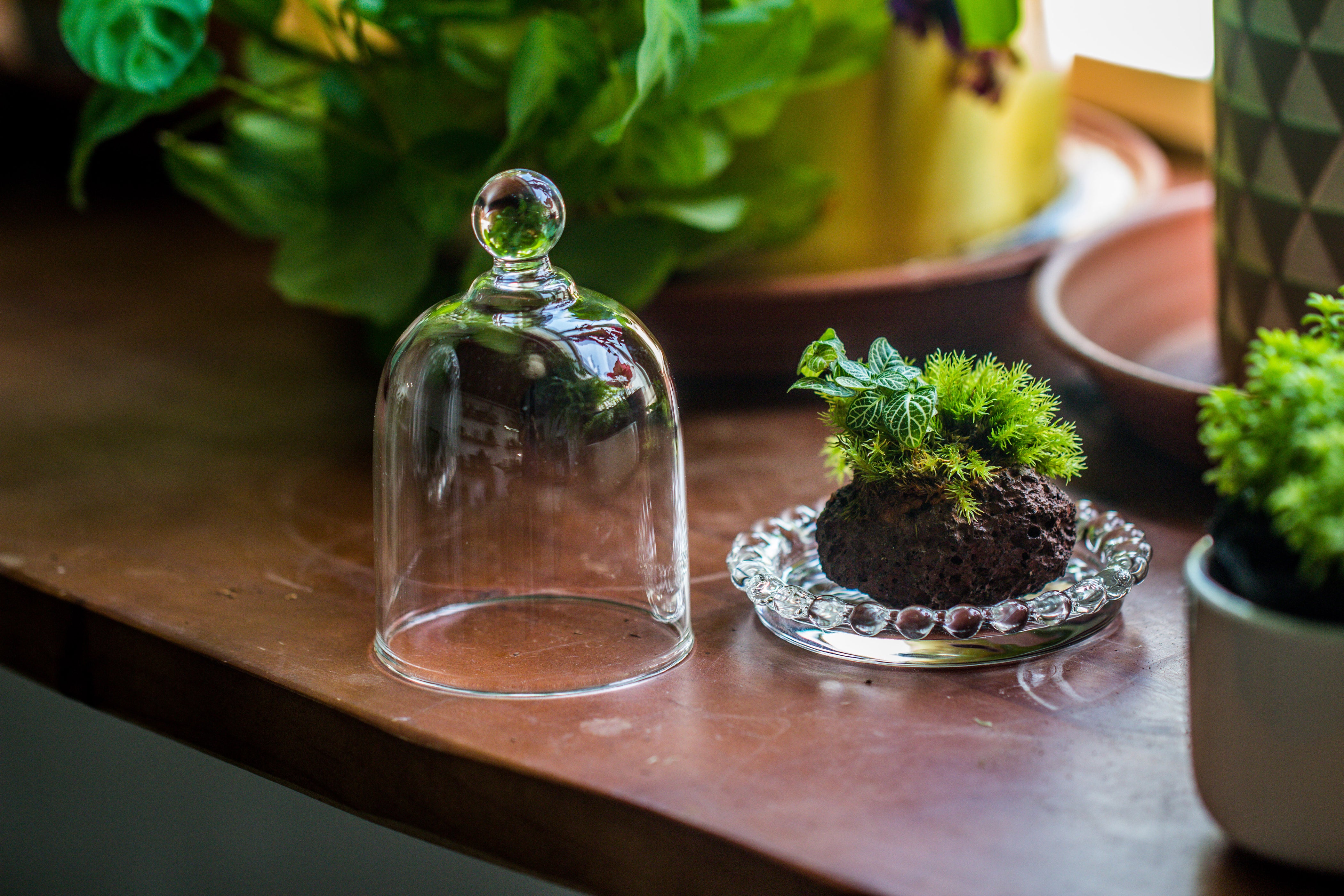 Glass Cloche Dome Cover — NCYPgarden