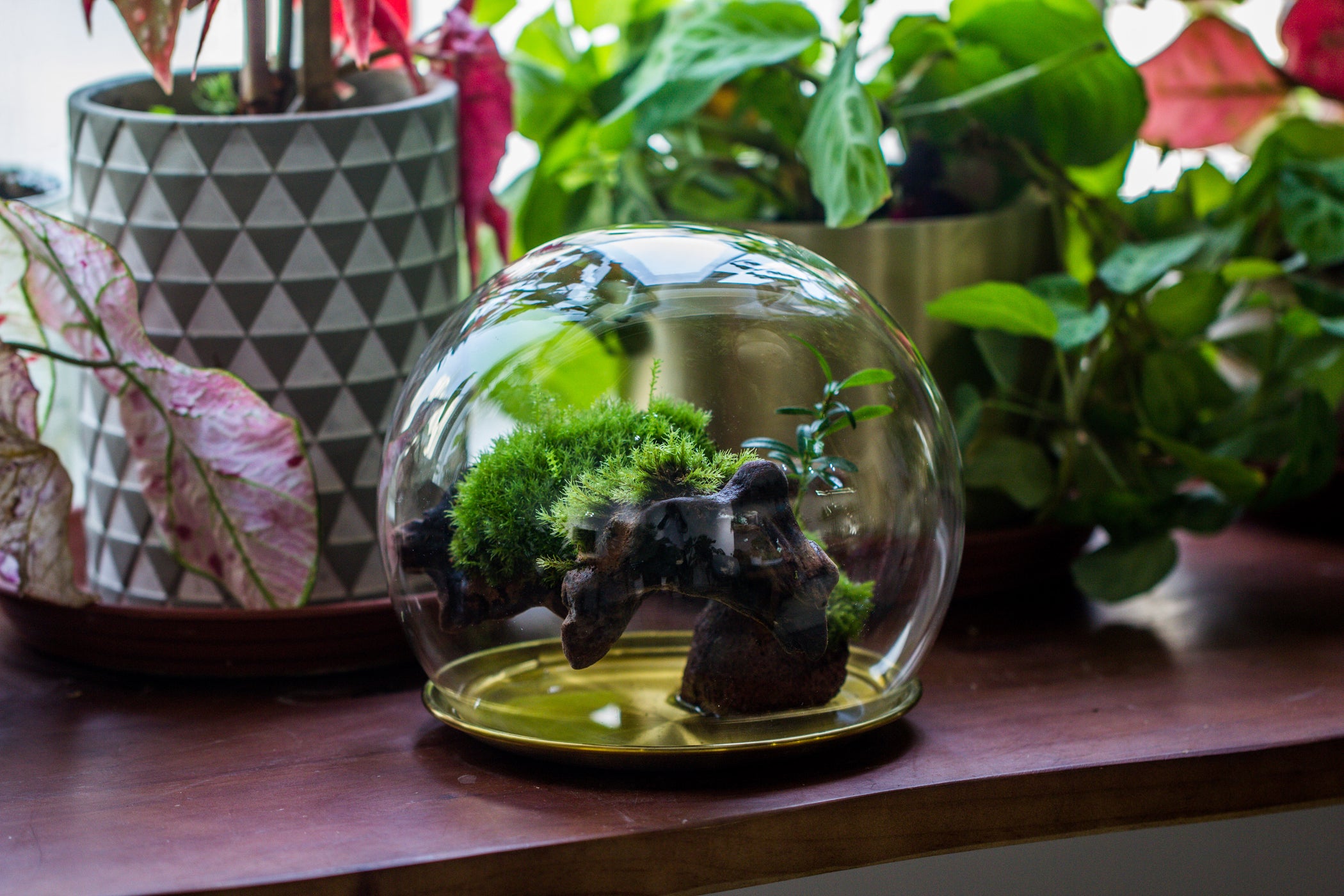 Large Glass Globe Cloche Terrarium with Glass Base and Metal Base Set ...