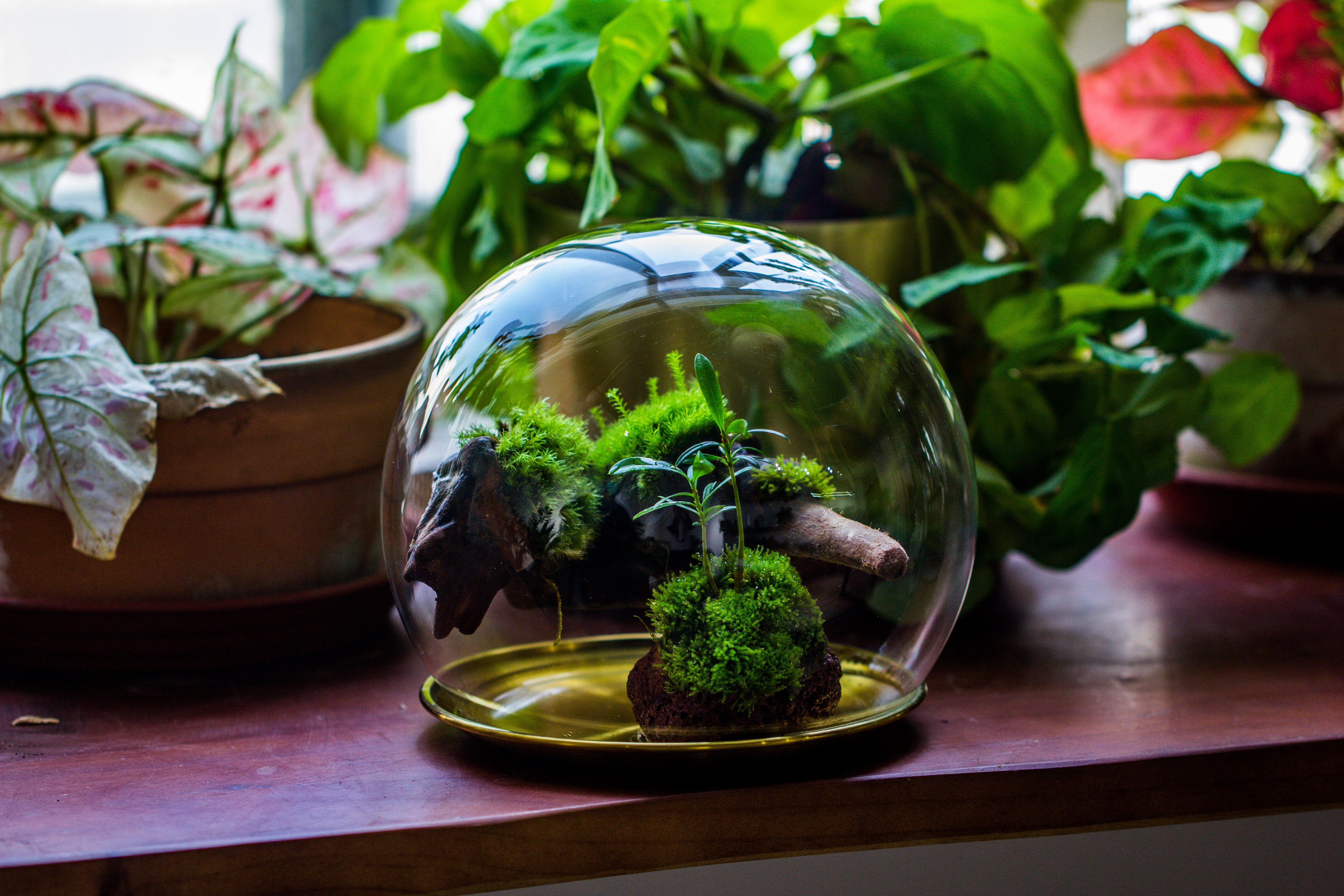 Large Glass Globe Cloche Terrarium with Glass Base and Metal Base Set ...