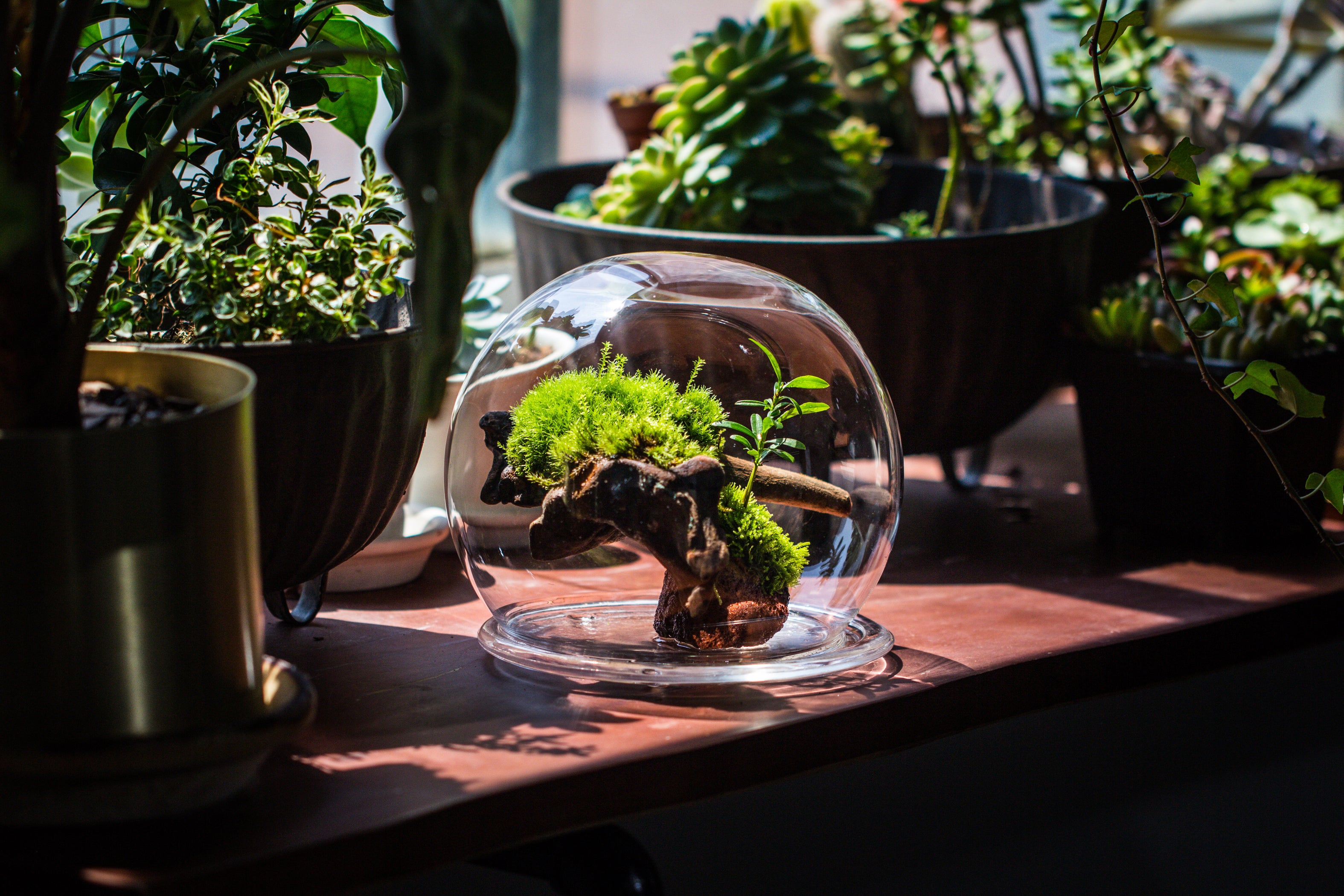 Large Glass Globe Cloche Terrarium with Glass Base and Metal Base Set ...