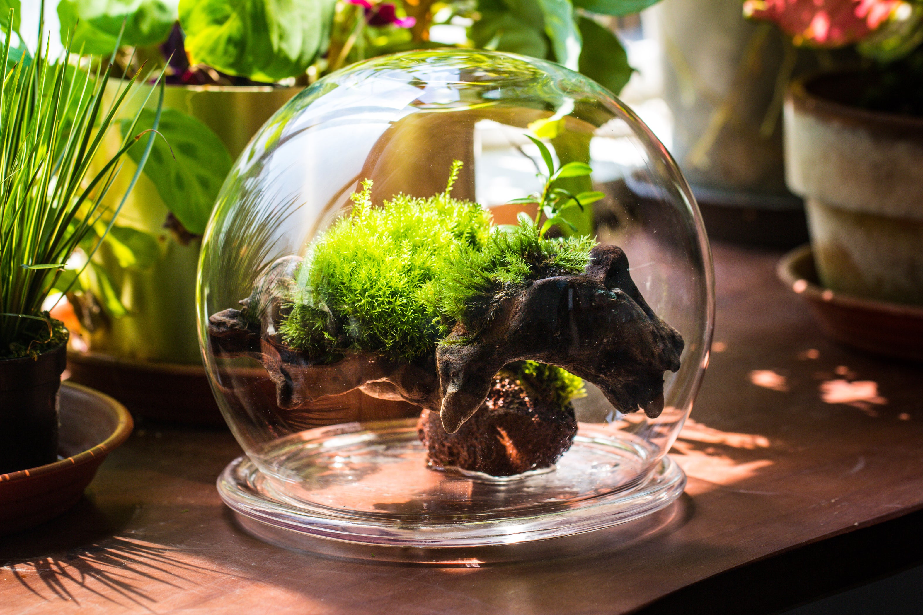 Large Glass Globe Cloche Terrarium with Glass Base and Metal Base Set ...