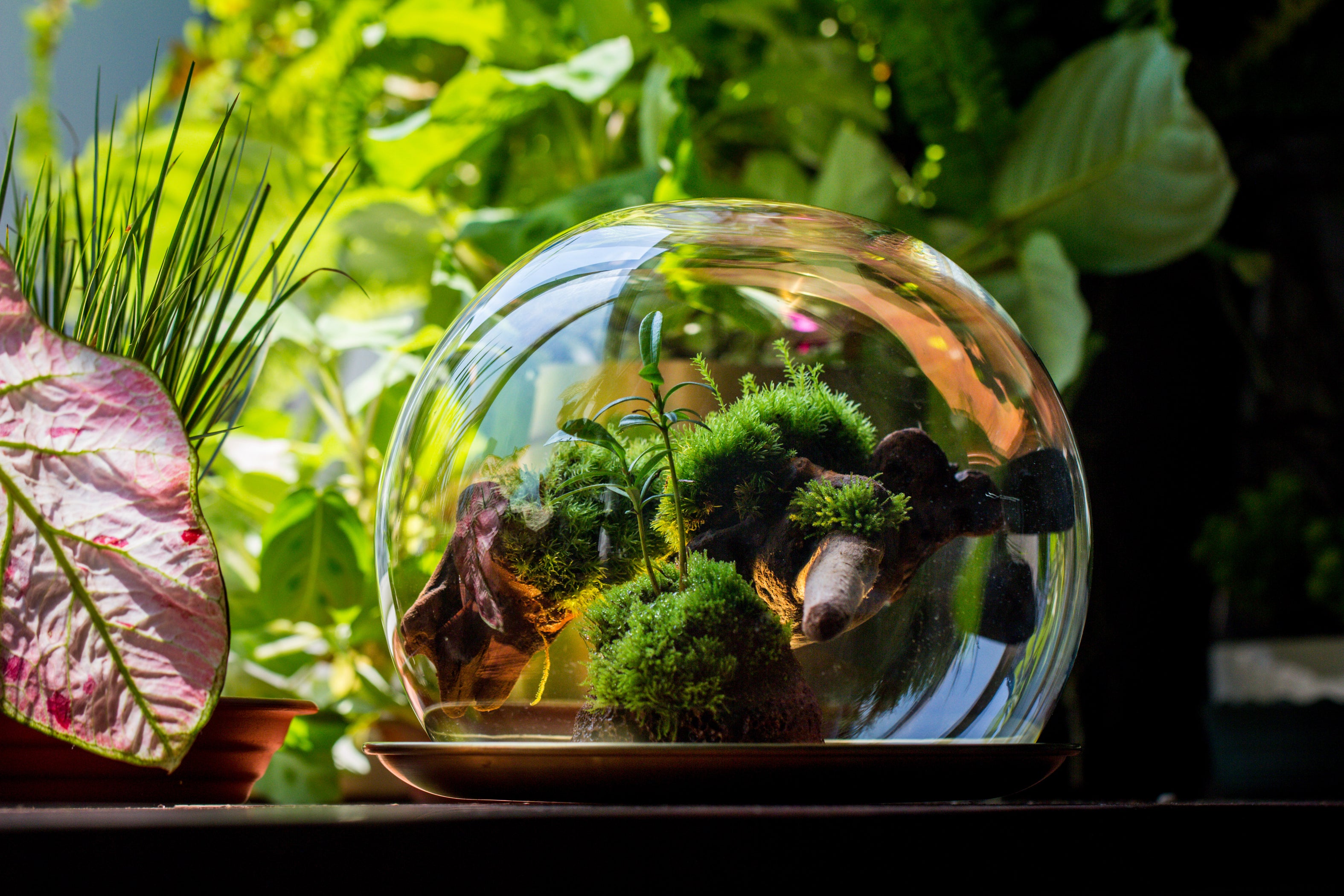 Large Glass Globe Cloche Terrarium with Glass Base and Metal Base Set ...