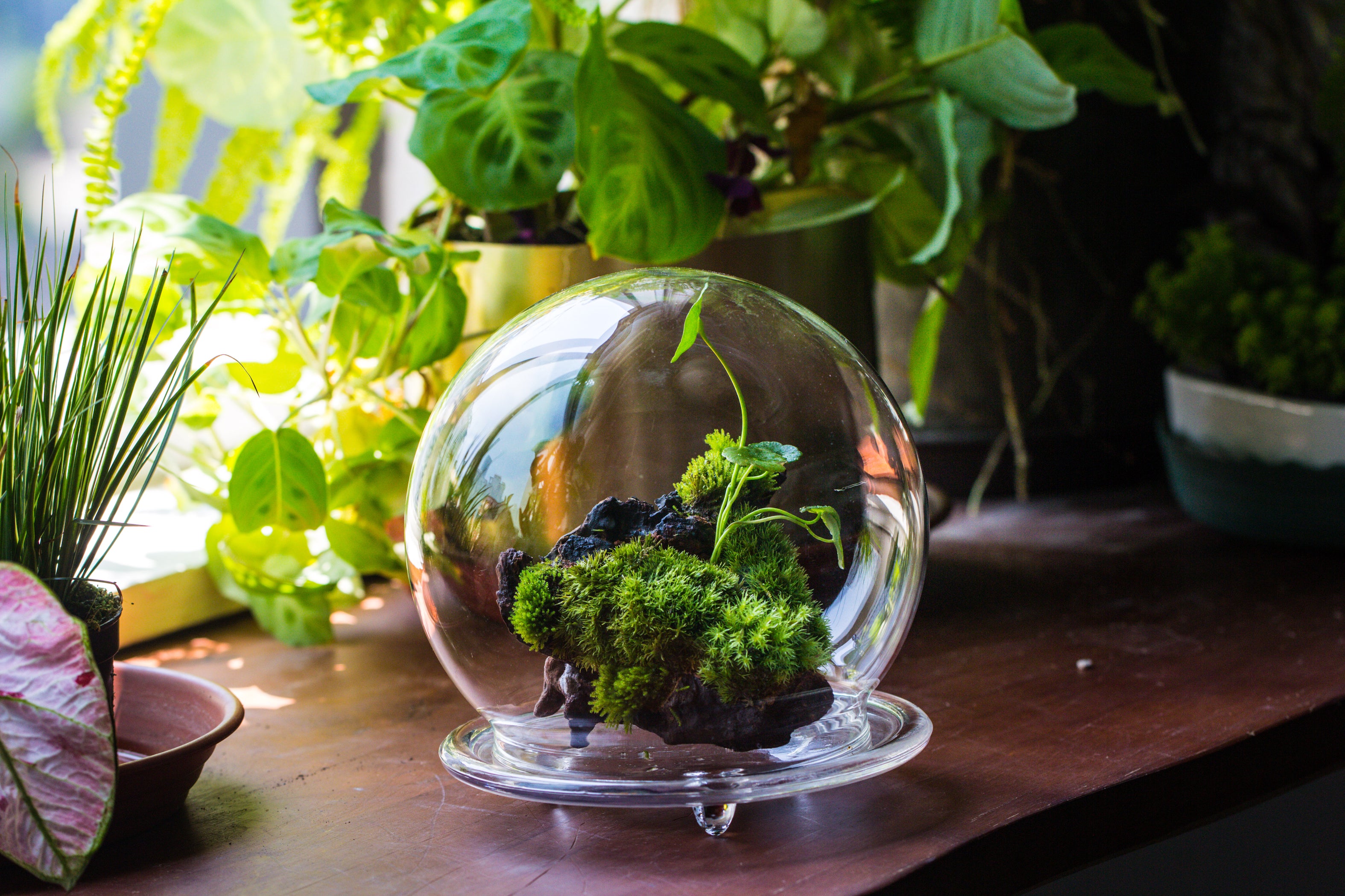 Large Glass Globe Cloche Terrarium with Glass Base and Metal Base Set ...