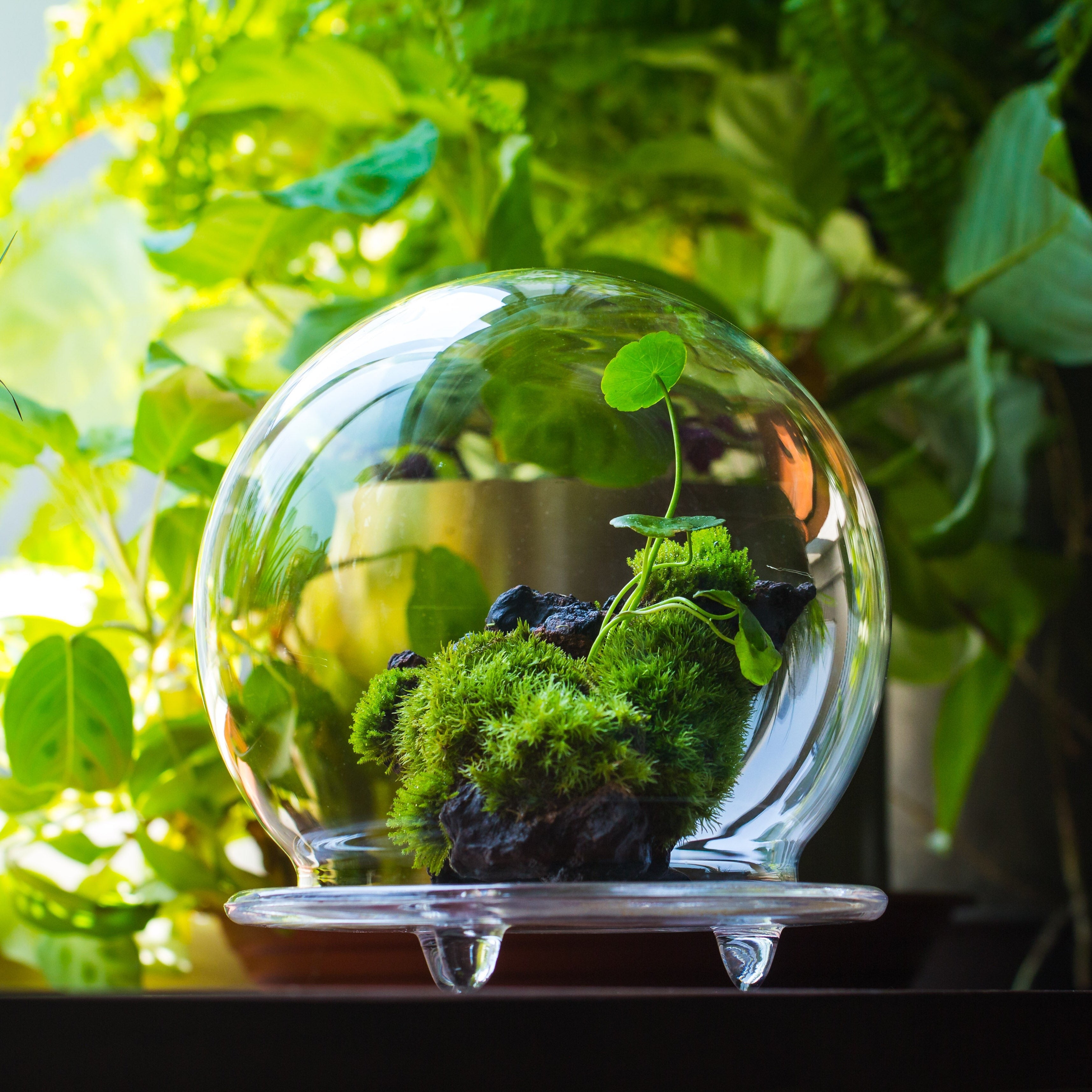 large glass globe cloche terrarium with glass Base and metal base set - NCYPgarden