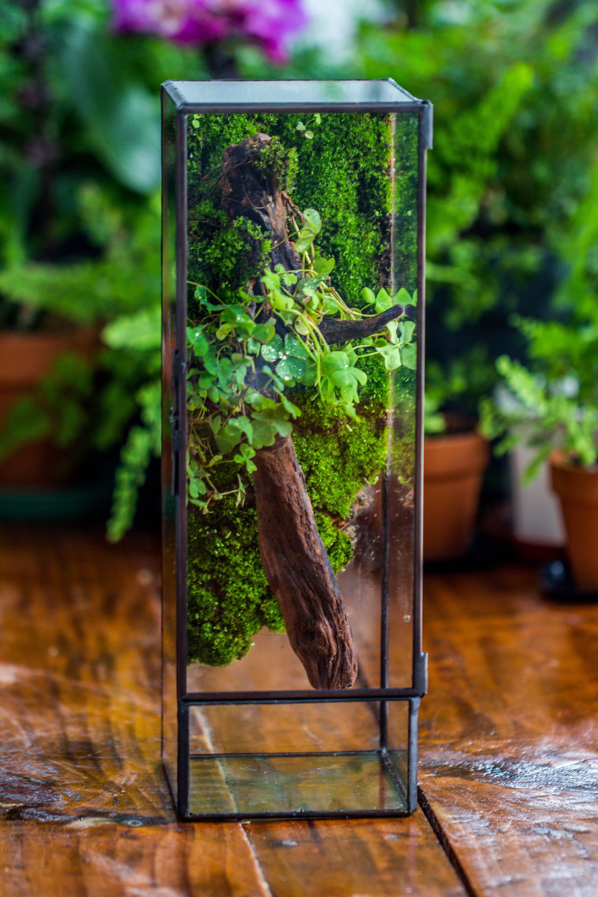 NCYP Close 11.8&quot; Tall Geometric Glass Terrarium with Door, Tin Sealed Pillar,  Planter for Moss Wall, Fern, Pitcher plants, tropical plants - NCYPgarden