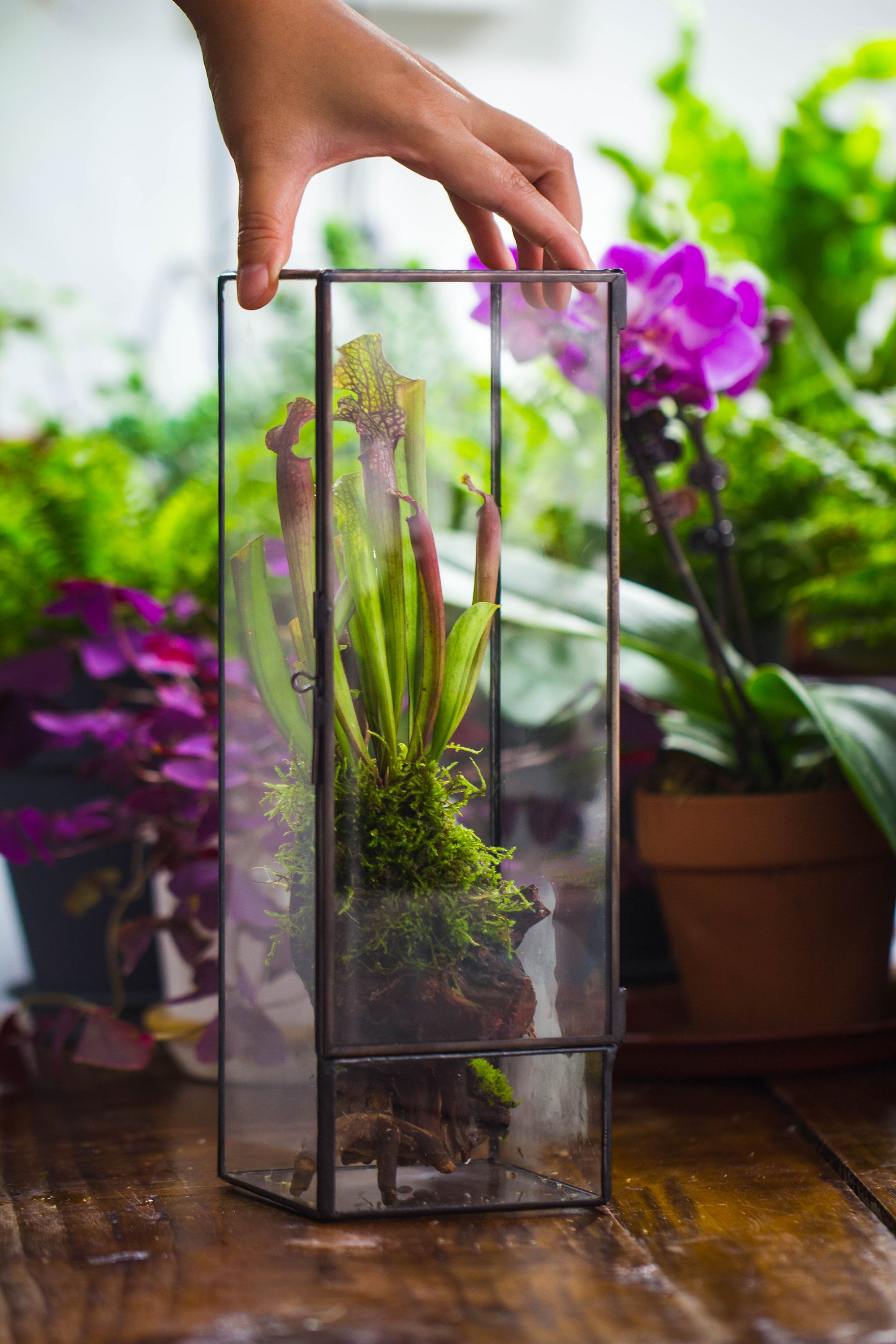 NCYP Close 11.8&quot; Tall Geometric Glass Terrarium with Door, Tin Sealed Pillar,  Planter for Moss Wall, Fern, Pitcher plants, tropical plants - NCYPgarden