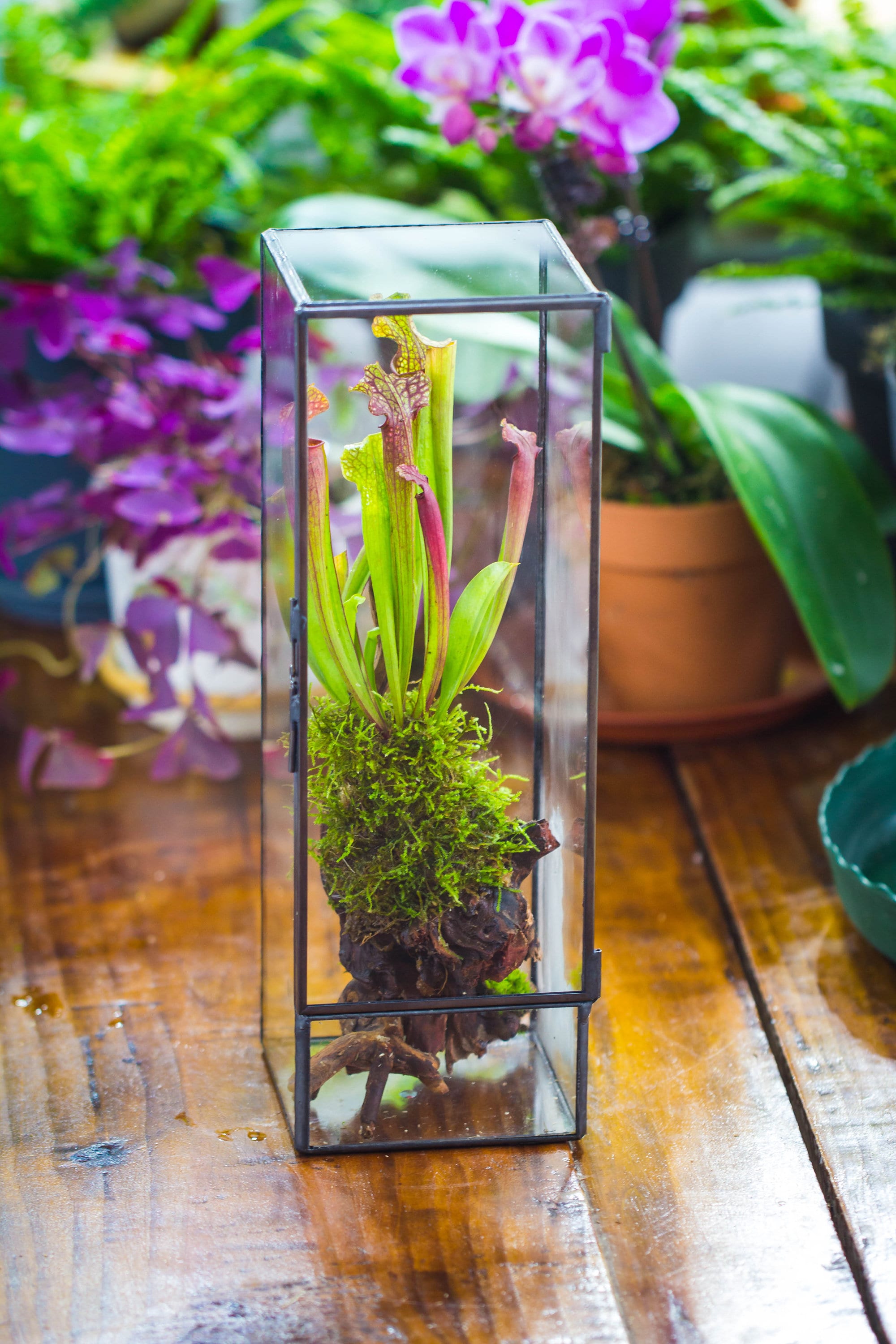 NCYP Close 11.8&quot; Tall Geometric Glass Terrarium with Door, Tin Sealed Pillar,  Planter for Moss Wall, Fern, Pitcher plants, tropical plants - NCYPgarden