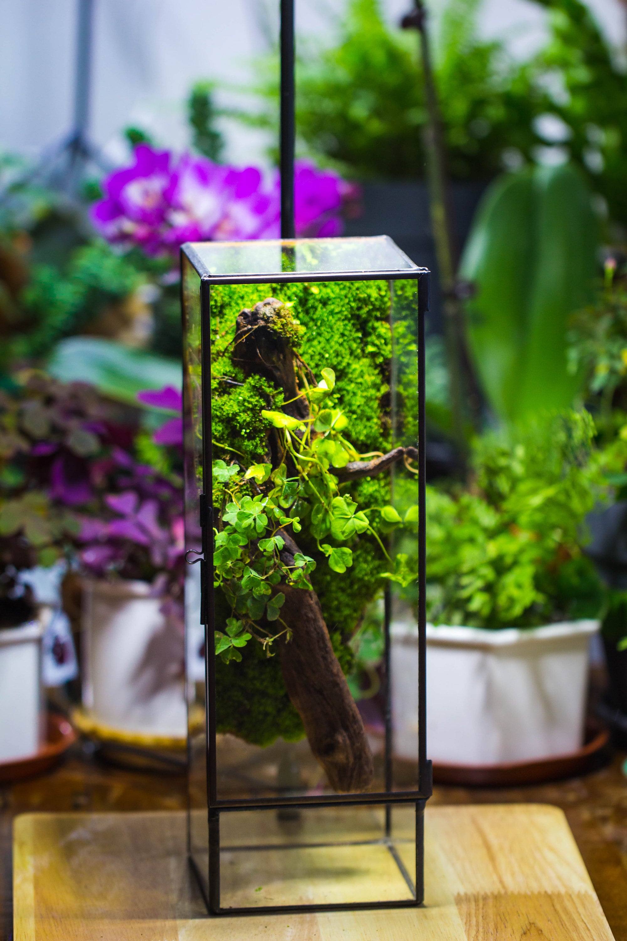 NCYP Close 11.8&quot; Tall Geometric Glass Terrarium with Door, Tin Sealed Pillar,  Planter for Moss Wall, Fern, Pitcher plants, tropical plants - NCYPgarden