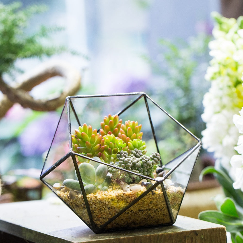 Handmade Bowl Shape Geometric Glass Terrarium Pot for Plants Succulent Moss Miniature Airplants - NCYPgarden