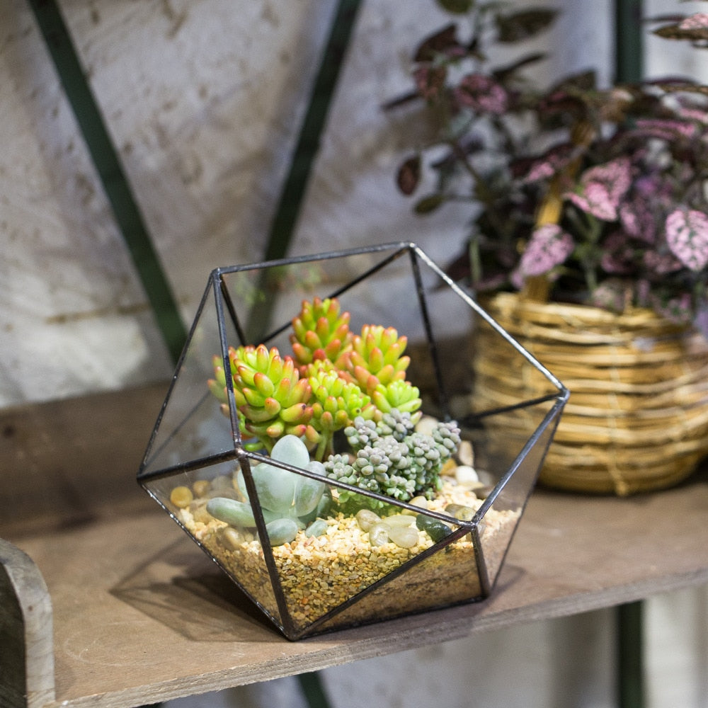 Handmade Bowl Shape Geometric Glass Terrarium Pot for Plants Succulent Moss Miniature Airplants - NCYPgarden