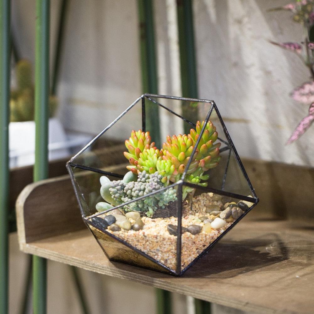 Handmade Bowl Shape Geometric Glass Terrarium Pot for Plants Succulent Moss Miniature Airplants - NCYPgarden