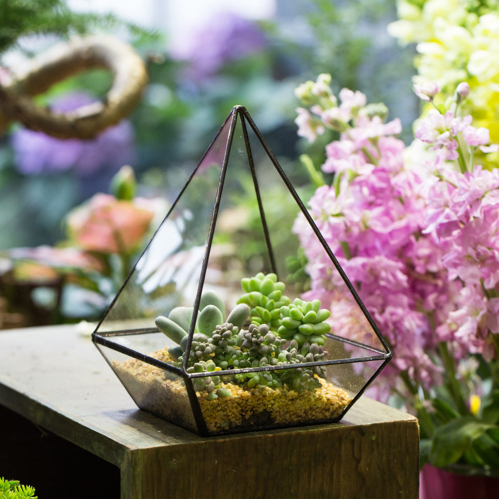 Handmade Modern Glass Geometric Terrarium Polyhedrons for Succulent Cacti moss - NCYPgarden