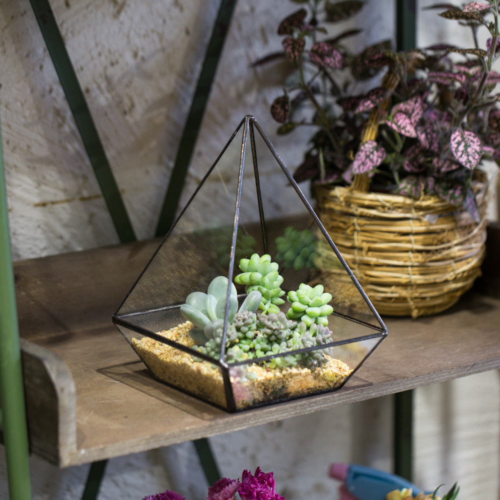 Handmade Modern Glass Geometric Terrarium Polyhedrons for Succulent Cacti moss - NCYPgarden