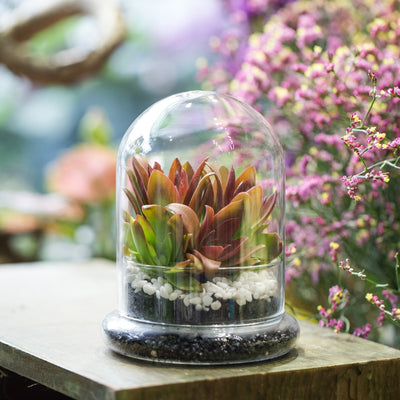 Versatile Glass Cloche Dome — NCYPgarden