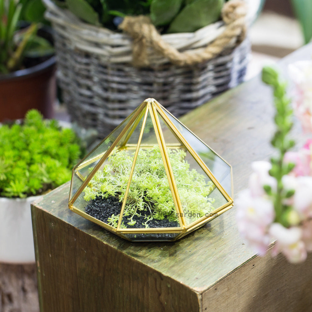 Handmade Side Open Gold Diamond Shape Glass Geometric Terrarium for Centerpiece Succulent Moss - NCYPgarden