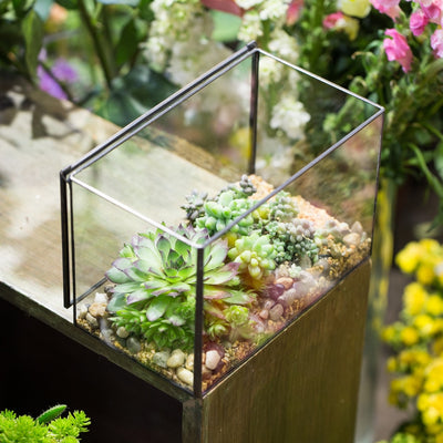 Shop Handmade Glass Geometric Terrarium Box with Lid — NCYPgarden