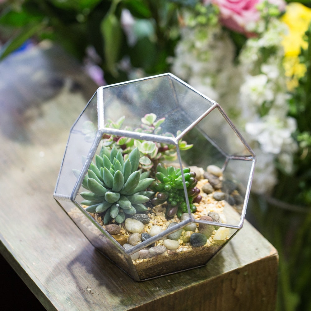 Handmade Tabletop Polyhedron Glass Geometric Terrarium for Succulent Fern Moss Air Plant - NCYPgarden