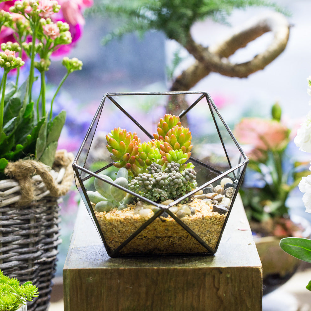 Handmade Bowl Shape Geometric Glass Terrarium for Garden Plants Succulents Moss Airplants - NCYPgarden