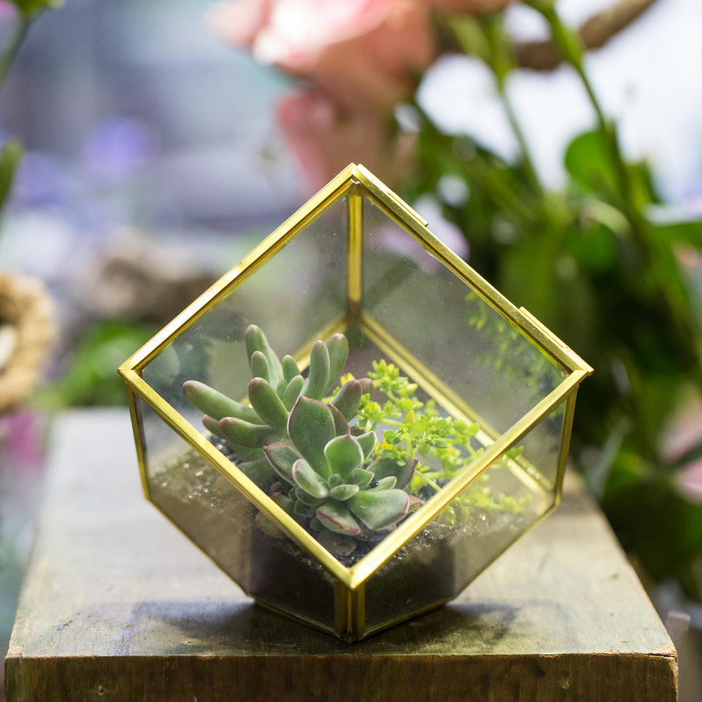 Handmade Gold Black Inclined Cube Style Glass BoxGeometric Terrarium with Door for Home  Wedding - NCYPgarden