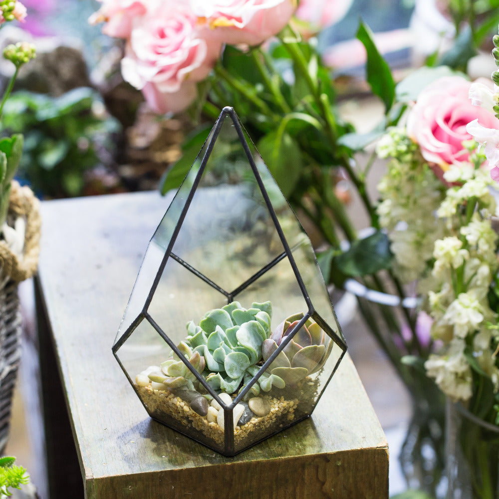 Handmade Black Artistic Four-surfaces Glass Geometric Terrarium for Succulents Airplants Moss - NCYPgarden