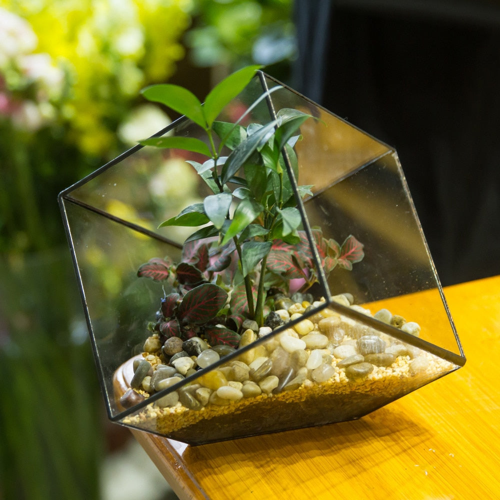 Handmade Cube Black Glass Geometric Terrarium Container for Moss Fen Succulents - NCYPgarden