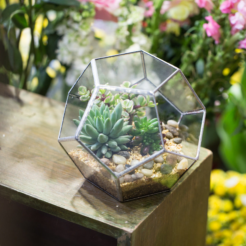 Handmade Tabletop Polyhedron Glass Geometric Terrarium for Succulent Fern Moss Air Plant - NCYPgarden